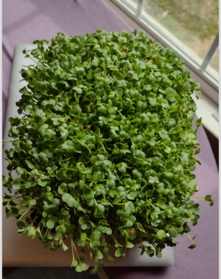 monstera deliciosa monstera deliciosa