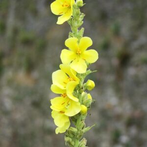 mullein 6343767 640