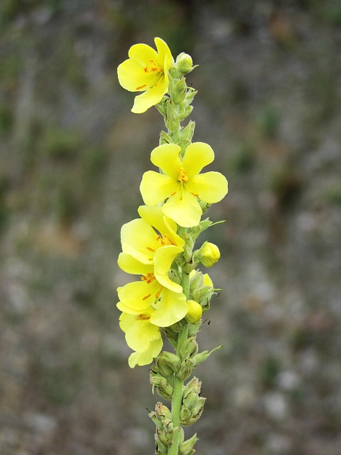 mullein 6343767 640